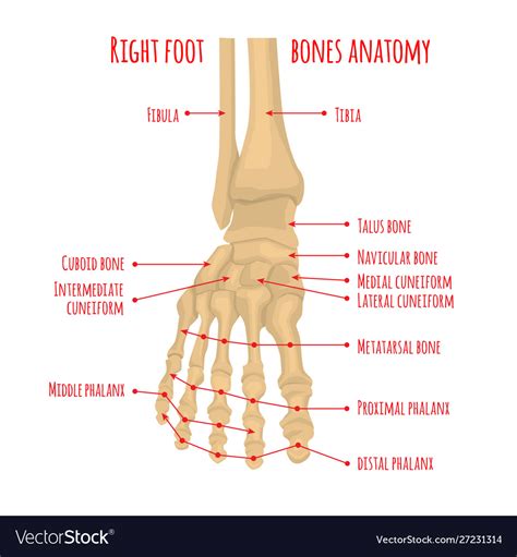 Foot Bones Anatomy Royalty Free Vector Image Vectorstock