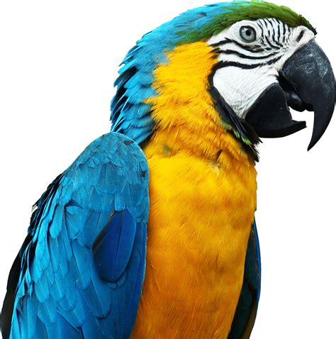 Parrot Png Image