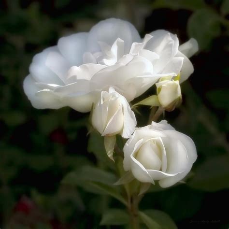 Photograph Soft Light On White Roses By Jennie Marie Schell