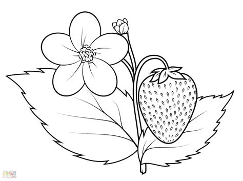 Strawberry Plant Drawing At Getdrawings Free Download
