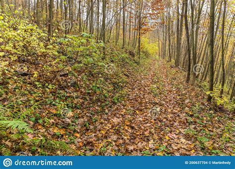 Fall Season Beautiful Landscape With Road In Autumn Forest Maples