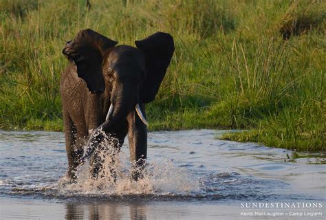 If you take away all the noise around cryptocurrencies and reduce it to a simple definition, you find it to be just limited entries in a. World Wildlife Day: Top 3 Safari Favourites Facing Extinction