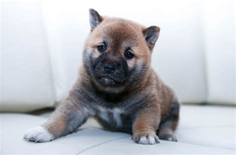 Free Images Puppy Animal Pet Fur Vertebrate Dog Breed Shiba Inu