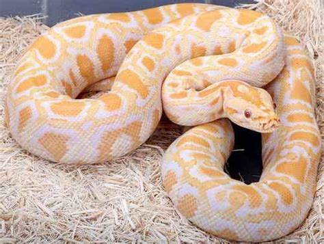 Reptiles Albino Burmese Python
