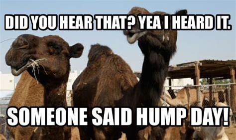 Pin By Joe Vaughn On Hump Day Camels Hump Day Humor Funny Meme