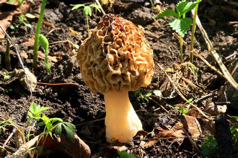 Yellow Morel Morchella Esculentoides In Winneshiek Count Flickr