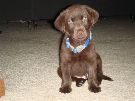 Check spelling or type a new query. Canine Megaesophagus: Great Web sites if your dog has ...