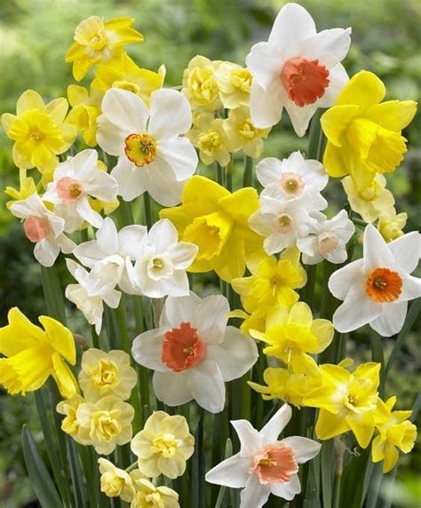 I fiori sono generalmente gialli o bianchi, singoli o diversi nella parte superiore del peduncolo. Pin di Petra Tantillo su NARCISSUS☘ nel 2020 (con immagini ...