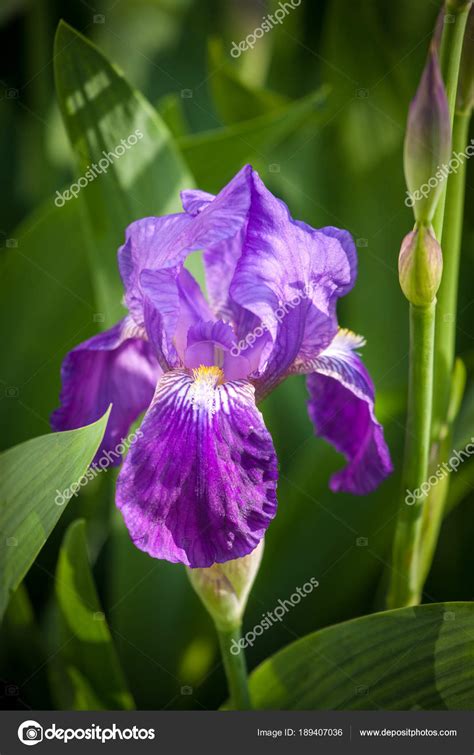 Iris Flower In Garden Stock Photo By ©igorartmd 189407036