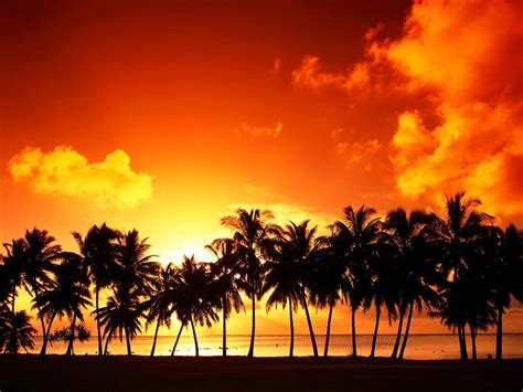 Hintergrund Sonnenuntergang Natur Palme Beste Kostenlose Bilder