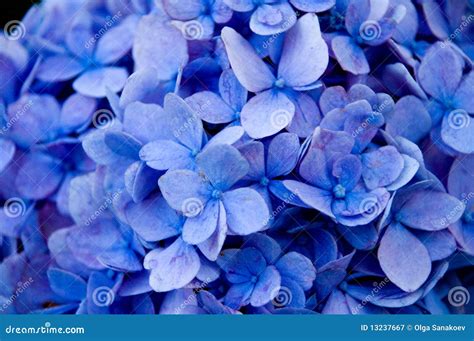Blue Flowers Close Up Royalty Free Stock Photography Image 13237667