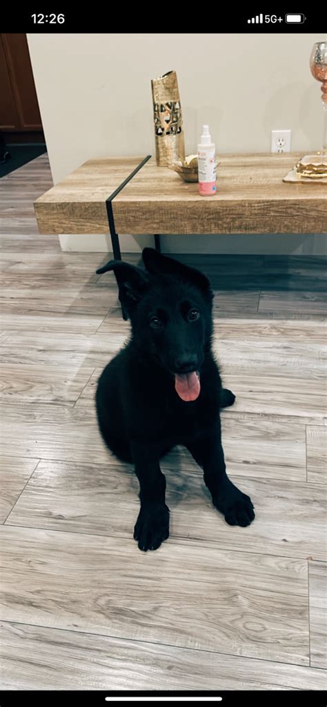 All Black German Shepherd Dogs And Puppies For Rehoming London Kijiji
