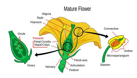 The floral axis is the support on which the parts are arranged. Male and Female Reproductive Parts of a Flower - How ...