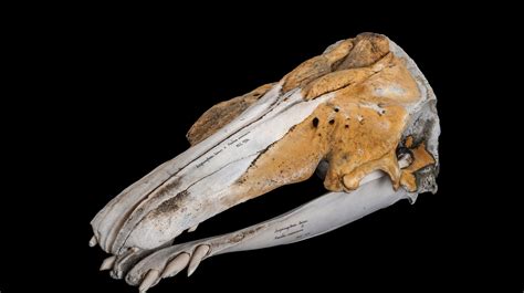 Narluga Narwhal Beluga Whale Hybrid Discovered In Study Of Skull