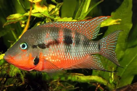 Firemouth Cichlid Care Guide And Species Profile Fishkeeping World