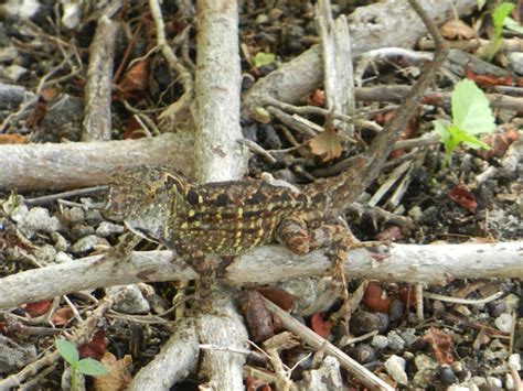 Brown Anole Project Noah