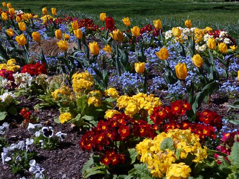 View sympathy flowers from overland park. Beacon Hill Park in Victoria. End of April and all the ...