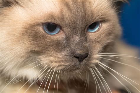 Close Up Of Birman Cats Face Cat Portrait Or Sacred Cat Of Burma With