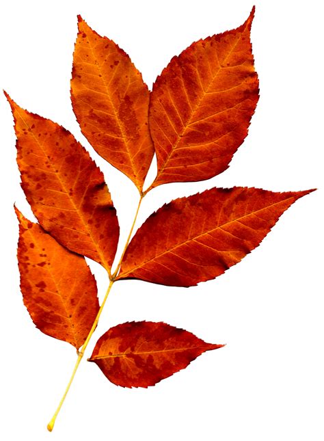 Fall Leaves Png Photo Png All