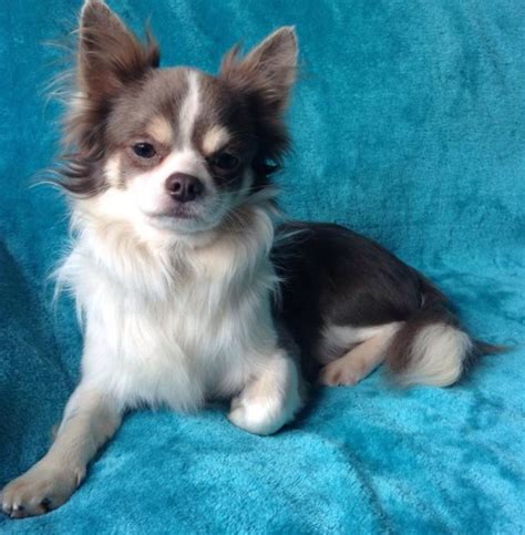 Long Haired Chihuahua Puppies Colorado Hairsxe