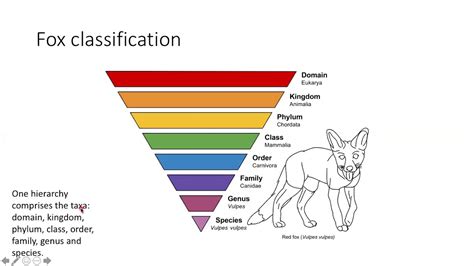 Taxonomy Youtube