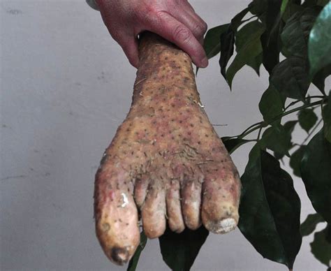 This Sweet Potato Looks Like A Human Foot Funny Fruit And Veg Daily