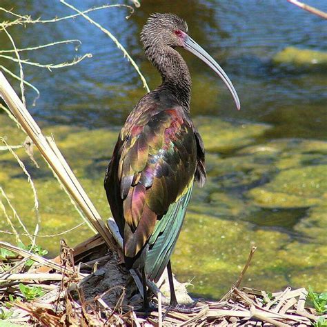 P~~~white Faced Ibis Plegadis Chihi Is A Wading Bird In The Ibis