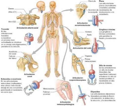 9 Tipos De Articulaciones Del Cuerpo Humano