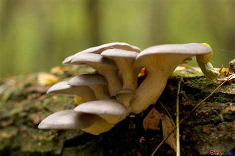 Steps To Growing Oyster Mushrooms