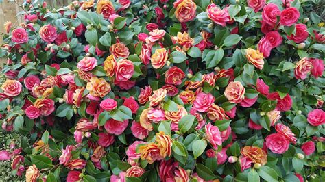 20 episodes each being 70 min. WHY ARE MY CAMELLIA FLOWERS TURNING BROWN? |The Garden of ...