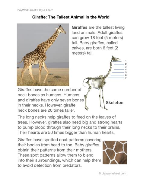 Giraffes Reading Comprehension Worksheet Edhelper