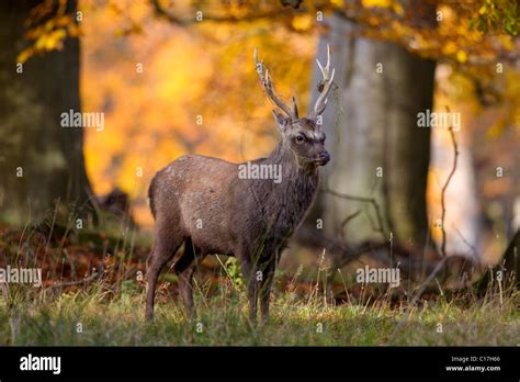 Stag In Autumn Forest Hi Res Stock Photography And Images Alamy