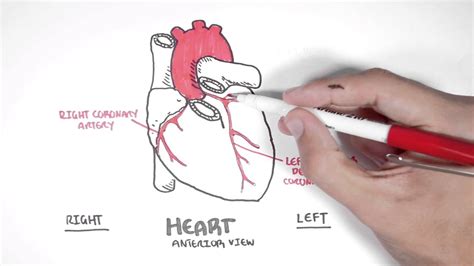 Arteries and veins diagram 205 circulatory pathways anatomy and physiology. Cardiology - Coronary Blood Supply - YouTube