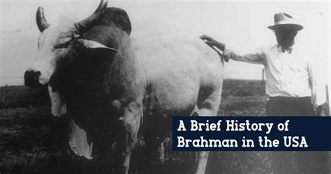 Predominately gray and red distinctive characteristics: A Brief History of Brahman in the United States - B.R ...