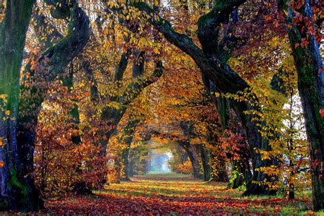 Autumn Fall Landscape Nature Tree Forest Leaf Leaves Path