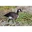 Cackling Goose  Audubon Field Guide