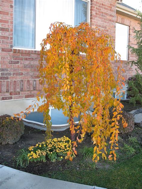 Growing okame cherry blossom trees. Dodges: Weeping Cherry