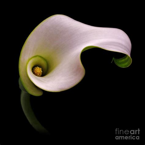 Calla Lily Curves Photograph By Sherry Butts Fine Art America