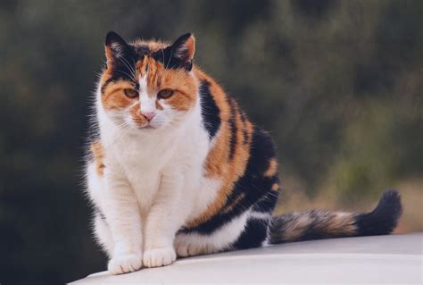 Üç Renkli Kedi Calico Kedisi Kedi Rehberi