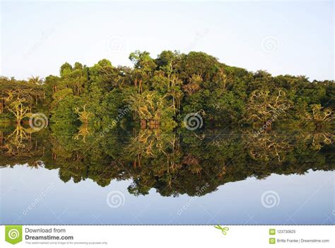 Rainforest Reflection In The Lake Auf Cuyabeno National Park In Ecuador