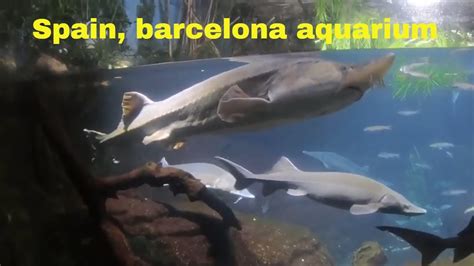 Spain Barcelona Aquarium Youtube