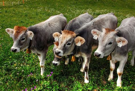 Calves Alm Cow · Free Photo On Pixabay