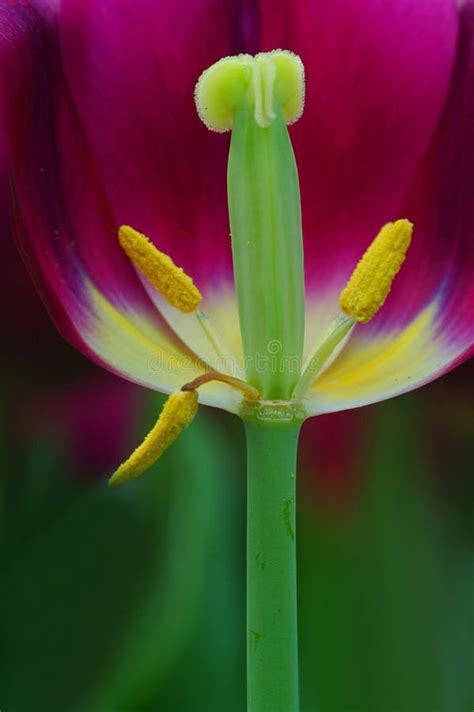 tulipanowiec kwiaty my xxx hot girl