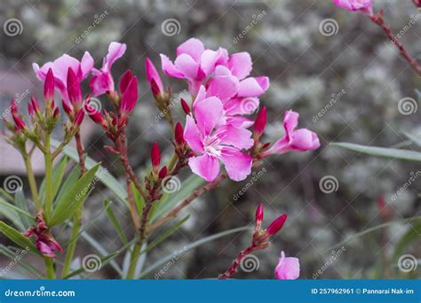 Pink Flower Of Oleander Sweet Oleander Rose Bay Or Nerium Oleander