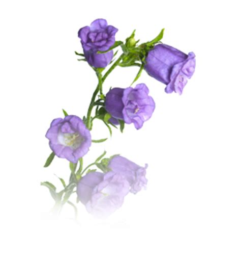 Free flowers png pictures clipart. Flower | Free Images at Clker.com - vector clip art online ...