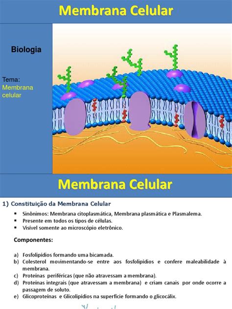 Membrana PlasmÁtica Ppt Membrana Celular Osmose