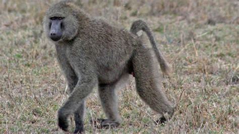 Baboons are old world monkeys and are native to africa and arab countries also. Baboon urine a hit with Zimbabwean women - Nehanda Radio