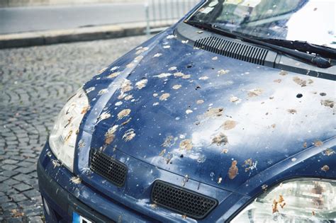 How Can Bird Poop Ruin Car Paint Future Works Center