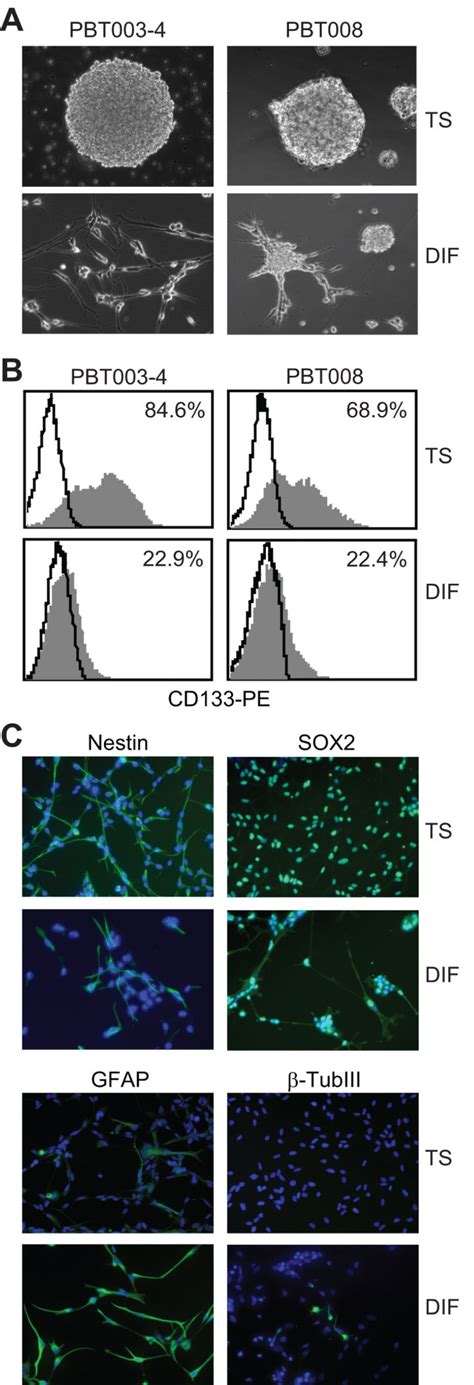 Characterization Of Tumor Sphere And Serum Differentiated Cells