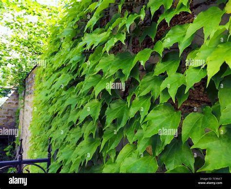 Brick Wall With Climbing Plants Of Ornamental Grapes Castle Railing